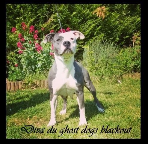 Diva du ghost dogs blackout