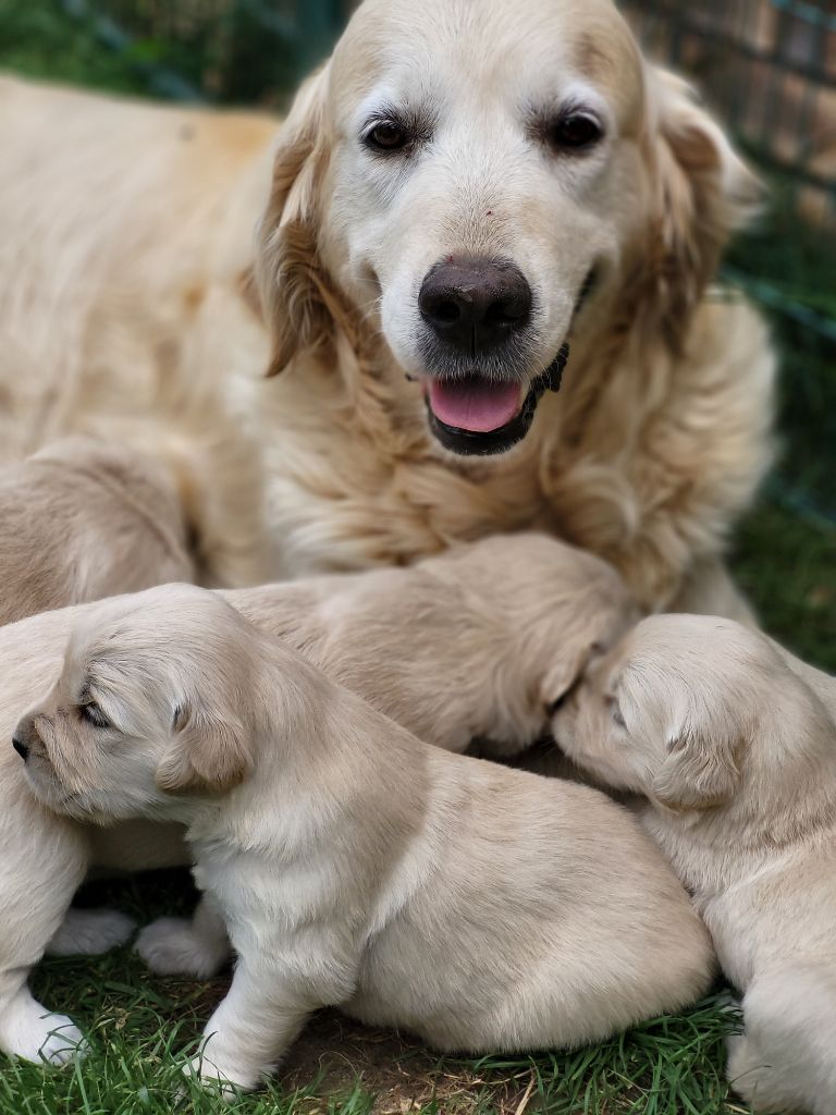 chiot Golden Retriever Gribounes