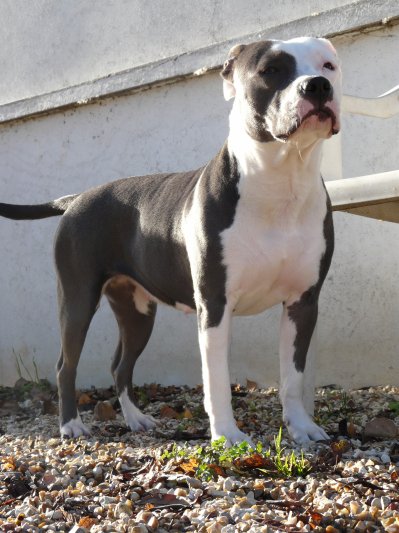 Diva du ghost dogs blackout