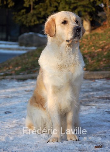 Bonnie des Abeillies D'Aulay