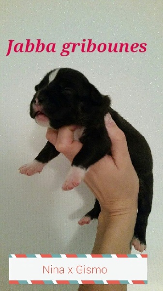 Jabba Gribounes