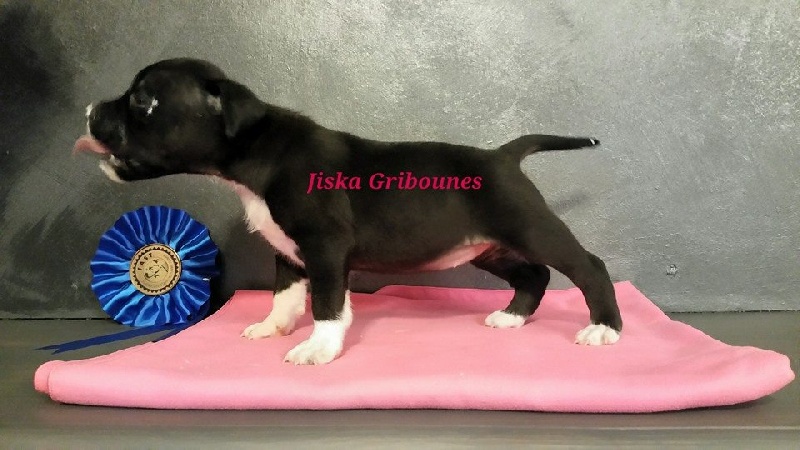 Jiska Gribounes